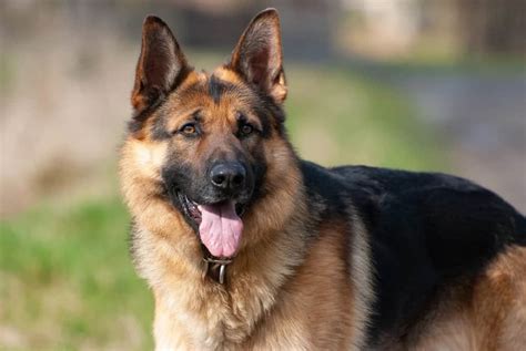 Why Are German Shepherds Good Police Dogs