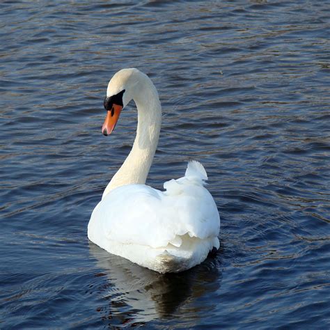 The Swan Free Stock Photo Public Domain Pictures