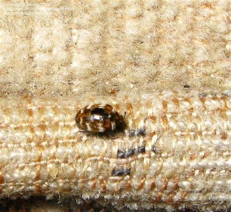 Bug Pictures Varied Carpet Beetle Anthrenus Verbasci By Wallaby1