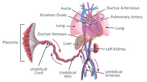 Fetal Blood And Circulation Changes Of Fetal Circulation After Birth