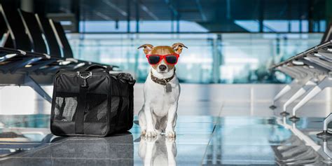 Read more about alaska airlines' pet policies. United Bans Many Pets From Cargo Holds - Windy City Travel