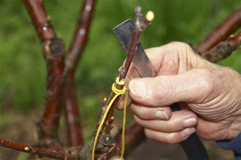 Grafting Basics Everything You Need To Know To Get Started