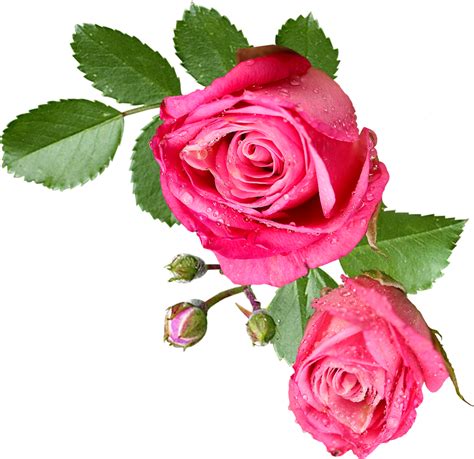 Pink Rose PNG, psd, Clipart, Transparent png image