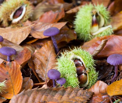 Sweet Chestnut Bing Wallpaper Download