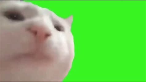 Cat Vibing Meme Green Screen 60fps Improved Version Youtube