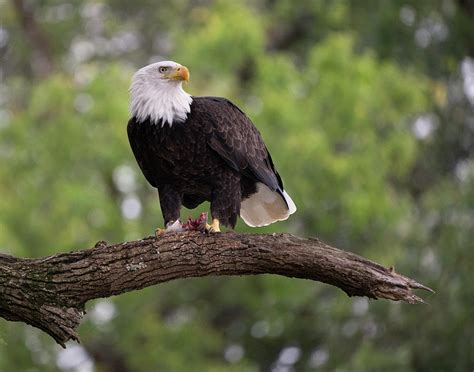 Bald Eagle Closeup On Branch Of Tree Photograph By Jack Nevitt