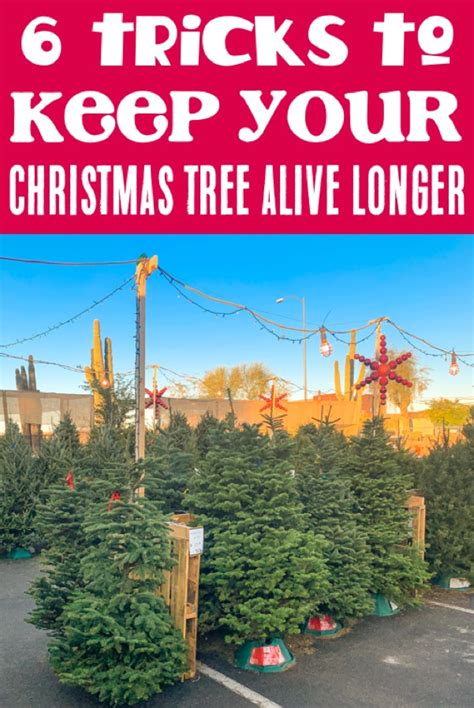 How To Keep Your Christmas Tree Alive Longer 6 Easy Tricks