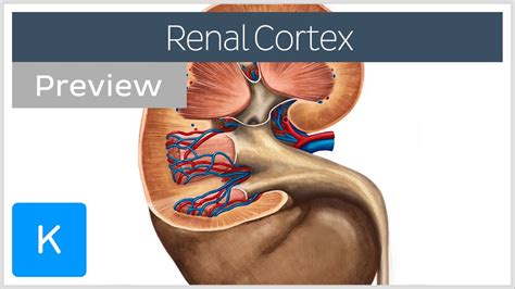Renal Cortex Structure And Function Preview Human Anatomy Kenhub