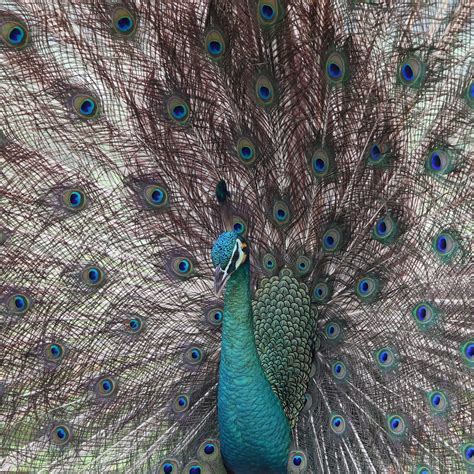 Someone Tried To Get Their Emotional Support Peacock On A Plane