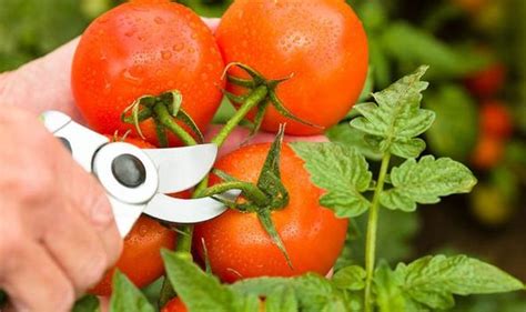 Should You Prune Tomato Plants The Variety You Must Cut Back Express
