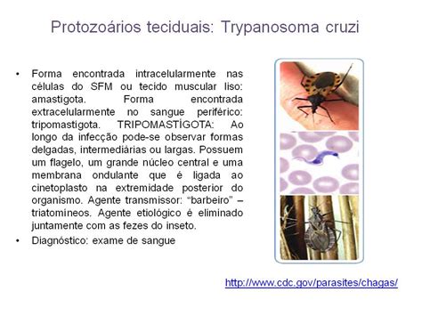 Atlas de Parasitologia e Micologia Protozoários teciduais Trypanosoma