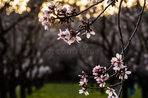 Flowering Almond Trees Stock Image Image Of Flower 140914091