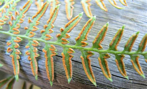 Ferns Spores