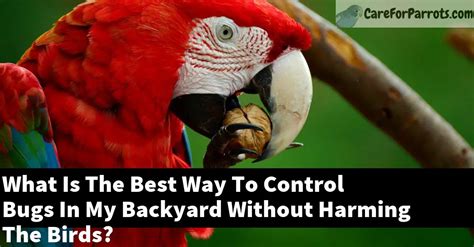 What Is The Best Way To Control Bugs In My Backyard Without Harming The