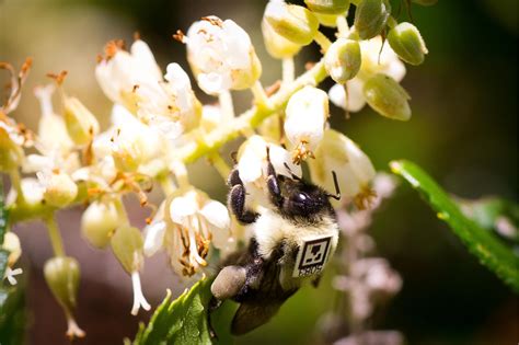 emerging technologies for supporting pollinators and pollination challenges and opportunities