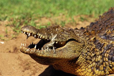 Nile Crocodile Facts Crocodylus Niloticus