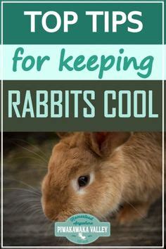 19 Cool Rabbits - Beat the Heat ideas | bunny care, raising rabbits