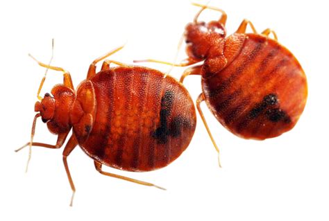 Bed Bug Png Png Image Collection