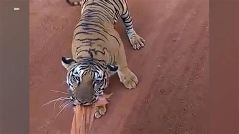 Footage Shows Tigers Chasing Tour Bus Full Of Safari Goers Fox News