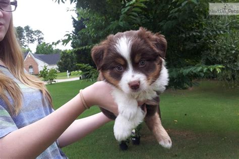 Will be ready march 18th. Miniature Australian Shepherd puppy for sale near Athens ...