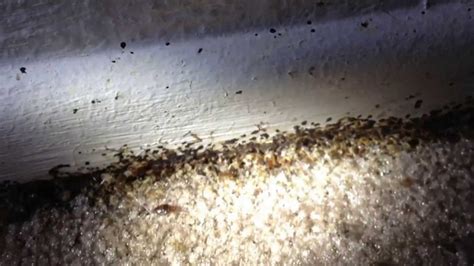 What Does A Bed Bug Infestation Look Like Nwexterminating Tucson Youtube