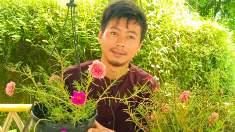 It's one of my favorites. How To Grow Moss Rose, Portulaca From Cutting | Moss Rose ...