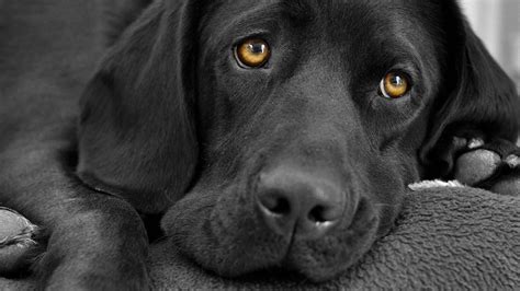 Winter Dog Black Lab Wallpapers Wallpaper Cave