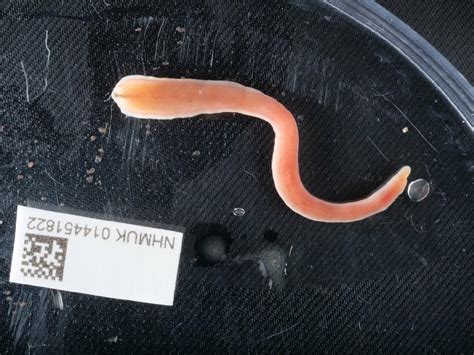 Worms World Register Of Marine Species Nemertea