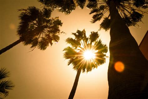 Sunlight Through Palm Trees Free Stock Photo Public Domain Pictures