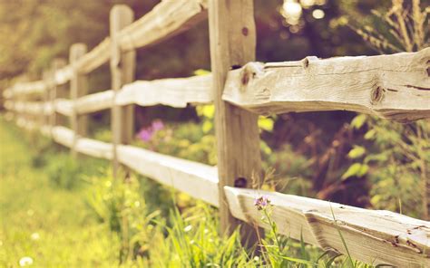 Wallpaper Grass Plants Wood Branch Fence Tree Autumn Leaf