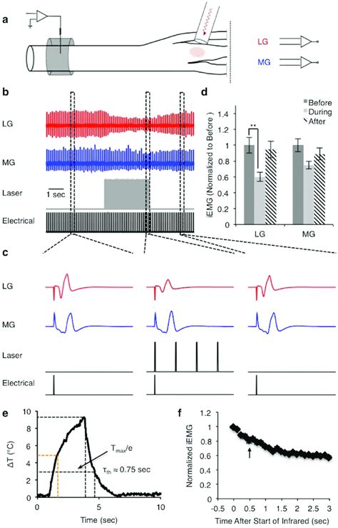 Nerve Conduction Block In The Rat Sciatic Nerve A A Monopolar Cuff Download Scientific