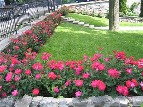 Sep 17, 2020 · hybrid tea roses: Original Knock Out rose | Rose garden design, Rose garden ...