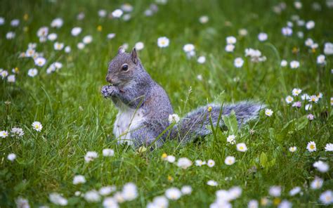 Forest Elf Cute Squirrel Hd Wallpapers Picture 05 Preview