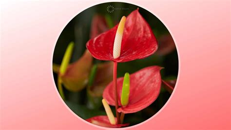 How To Grow And Care For The Flamingo Plant Aka Laceleaf