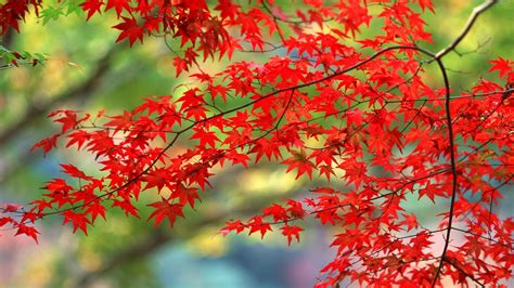 Trees In Autumn Natures Seasons Wallpaper 22174172 Fanpop