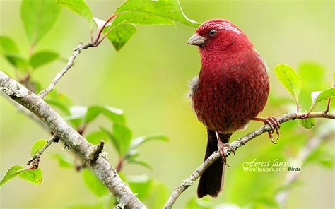 Lovely Red Bird Burgundy Suzaku Hd Wallpaper Peakpx