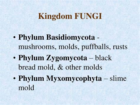 Ppt Kingdom Fungi Powerpoint Presentation Free Download Id1760747