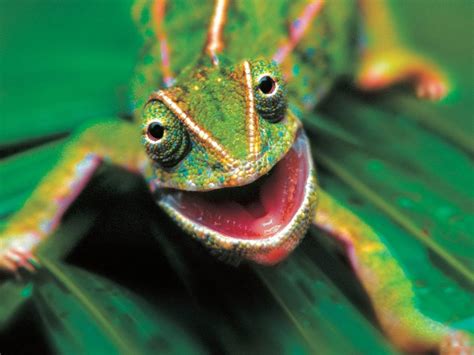 Funny Chameleon Wallpapers Top Free Funny Chameleon Backgrounds