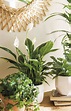6 Plantas de interior ideales para decorar tu hogar durante todo el año