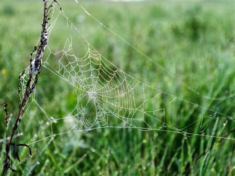 Plants Wrapped In A Spider Web Beautiful Morning Dew Stock Photo