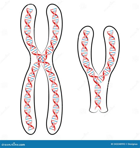 X And Y Chromosome With Dna Stock Vector Illustration Of Chromosome Feminine 243248993