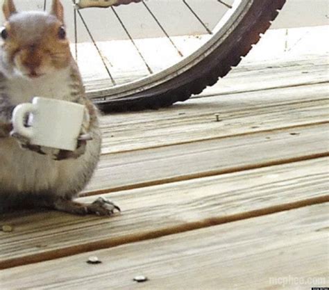  Of The Day A Squirrel Using A Tiny Coffee Cup Huffpost Uk
