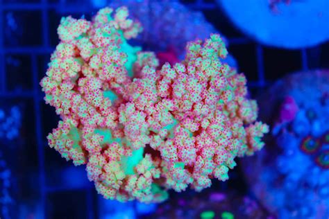 Carnation Coral Frag Box Corals
