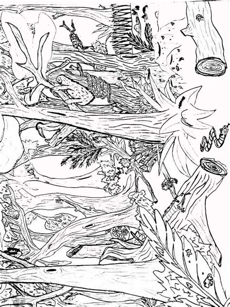 Pine tree forest coloring page rating: Forest coloring pages. Download and print forest coloring pages