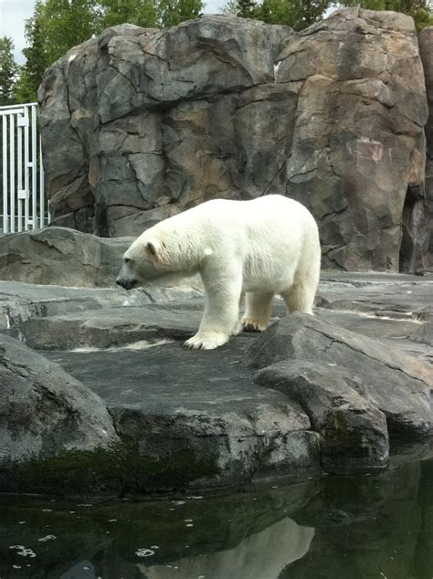 Hello Polar Bear Yelp