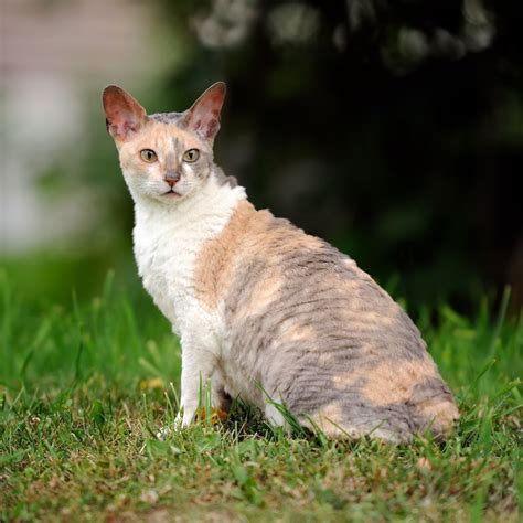The Ethics Of Cuteness A Closer Look At 12 Trendy Cat Mutations Cat
