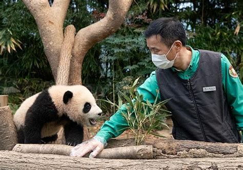 Baby Panda Fu Bao Which Grew 80 Times Faster In 200 Days Koreabyme