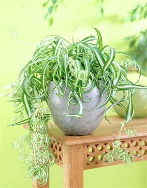 Spider Plant Care Indoors Growing Spider Plants Indoors Balcony