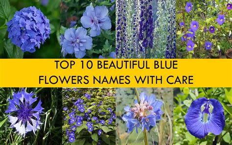 TOP 10 BEAUTIFUL BLUE FLOWERS NAMES WITH CARE Floristnear