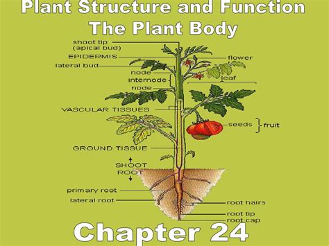 Ppt Plant Structure And Function The Plant Body Powerpoint